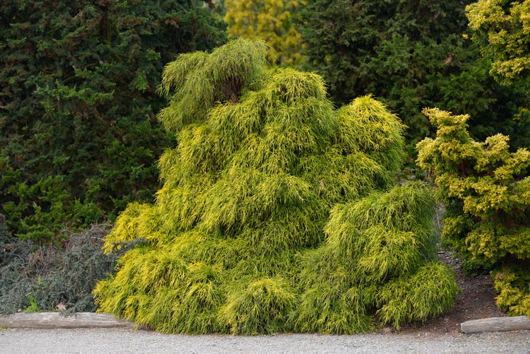 Gold Mop Threadleaf Cypress