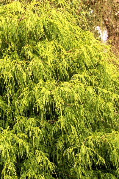 Gold Mop Threadleaf Cypress