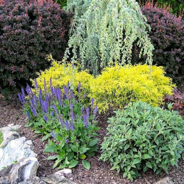 Gold Mop Threadleaf Cypress