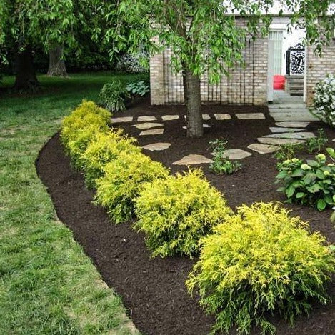 Gold Mop Threadleaf Cypress