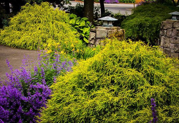 Gold Mop Threadleaf Cypress