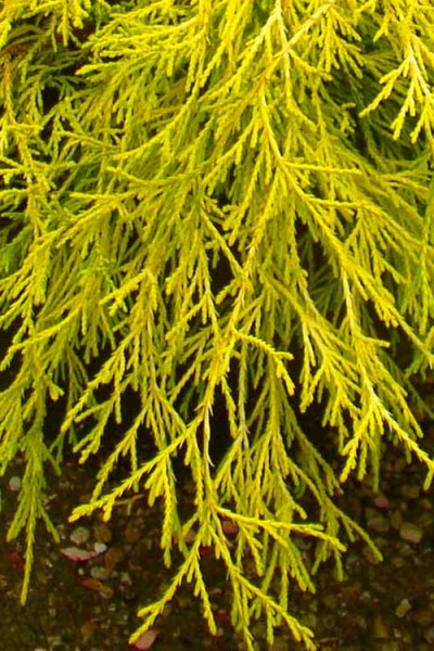 Gold Mop Threadleaf Cypress
