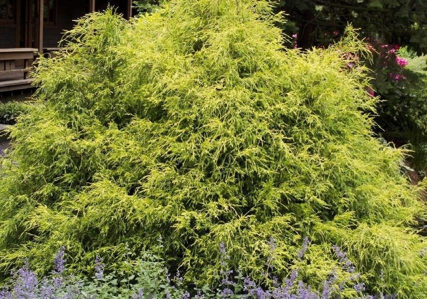 Gold Mop Threadleaf Cypress
