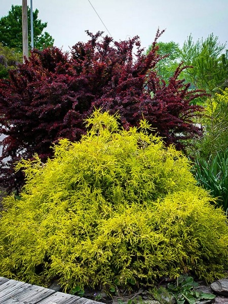 Gold Mop Threadleaf Cypress