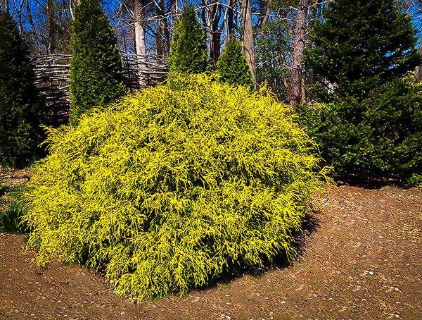 Gold Mop Threadleaf Cypress
