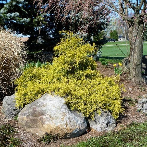 Gold Mop Threadleaf Cypress
