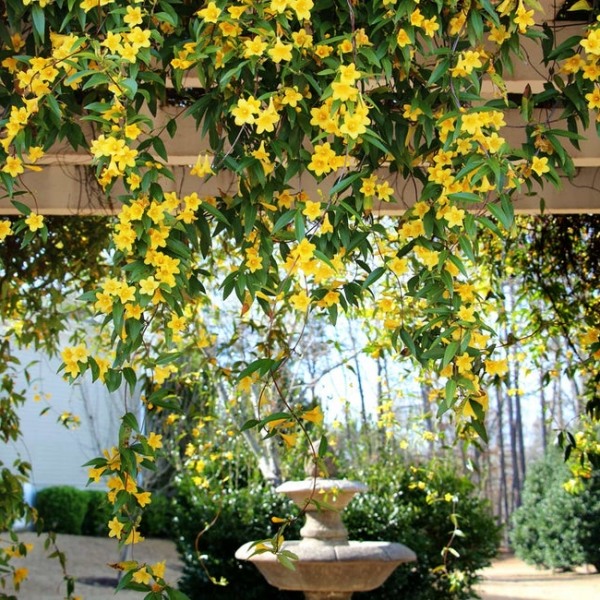 Growing the carolina yellow jasmine (Gelsemium sempervirens), perennial ...