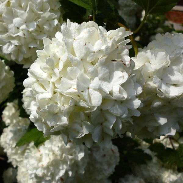 Growing the popcorn snowball viburnum bush (Viburnum plicatum ...