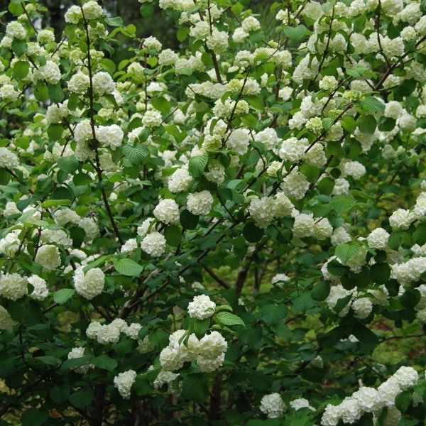 Growing the popcorn snowball viburnum bush (Viburnum plicatum ...