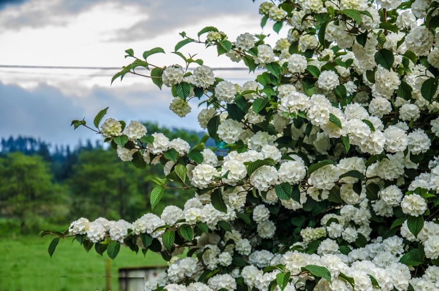 Growing the popcorn snowball viburnum bush (Viburnum plicatum ...