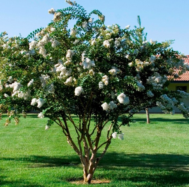 Growing the acoma weeping white crape myrtle (Lagerstroemia indica x ...