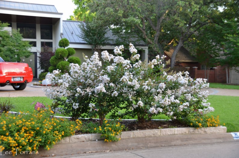 Growing the acoma weeping white crape myrtle (Lagerstroemia indica x ...