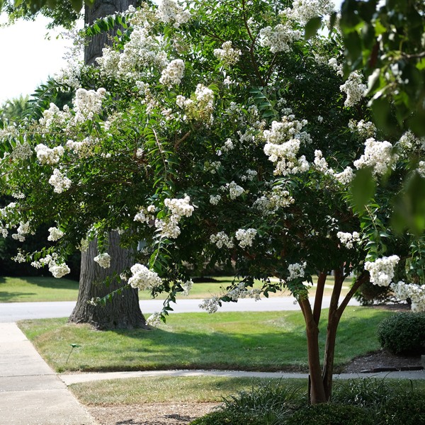 Growing the acoma weeping white crape myrtle (Lagerstroemia indica x ...