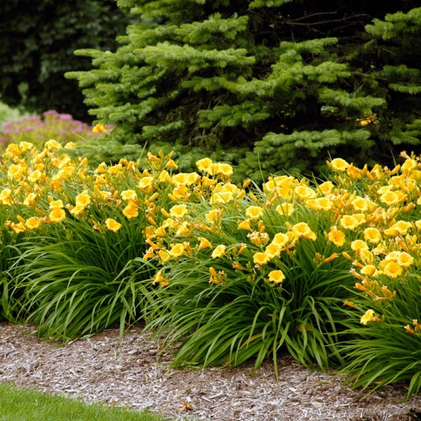 Growing the stella de oro daylily (Hemerocallis), perennial, herbaceous ...