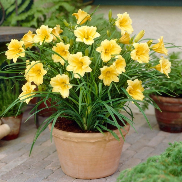 Growing the stella de oro daylily (Hemerocallis), perennial, herbaceous ...