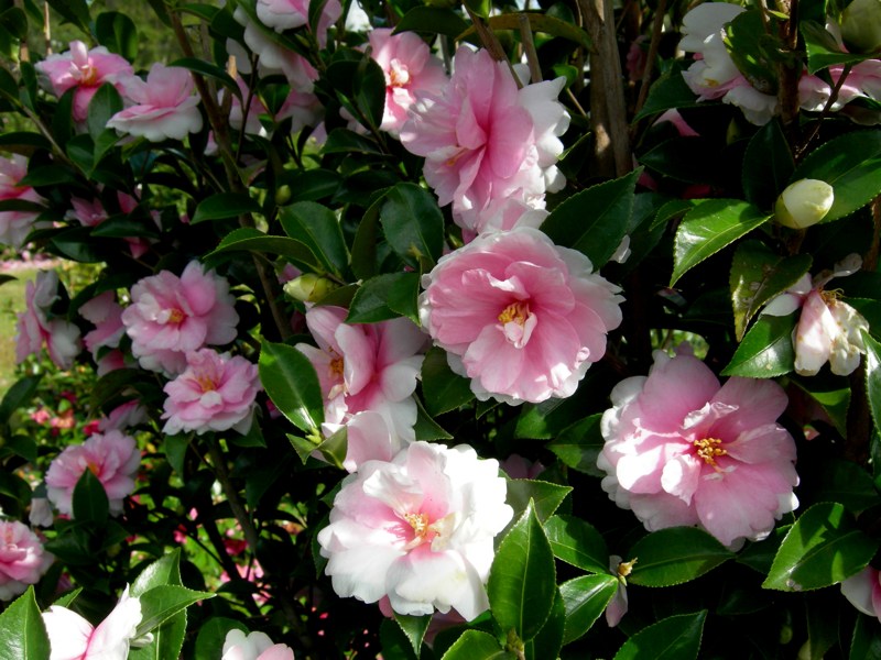 Growing the dream weaver camellia sasanqua (Camellia sasanqua ...