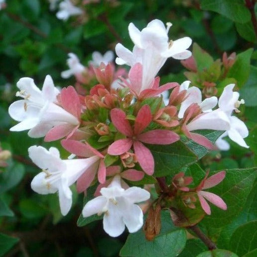 Rose Creek Dwarf Abelia