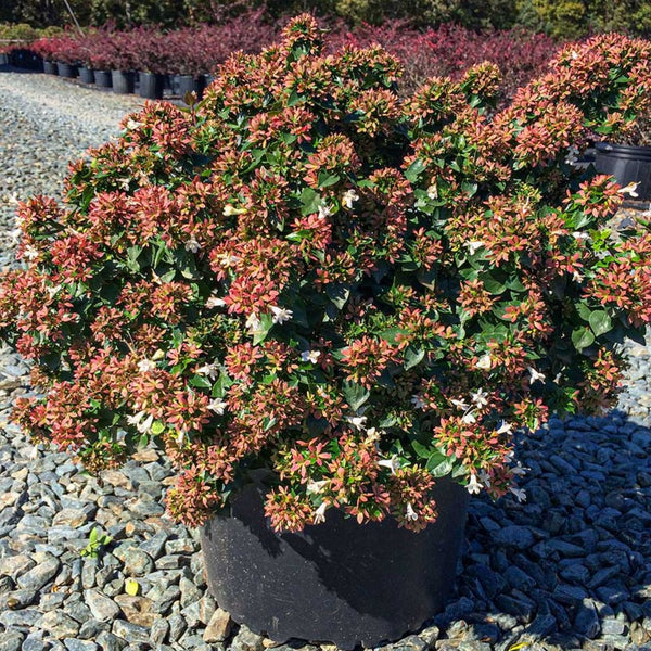 Rose Creek Dwarf Abelia