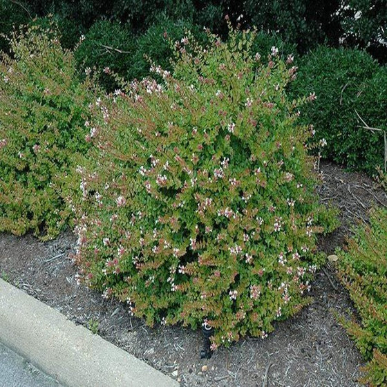 Rose Creek Dwarf Abelia