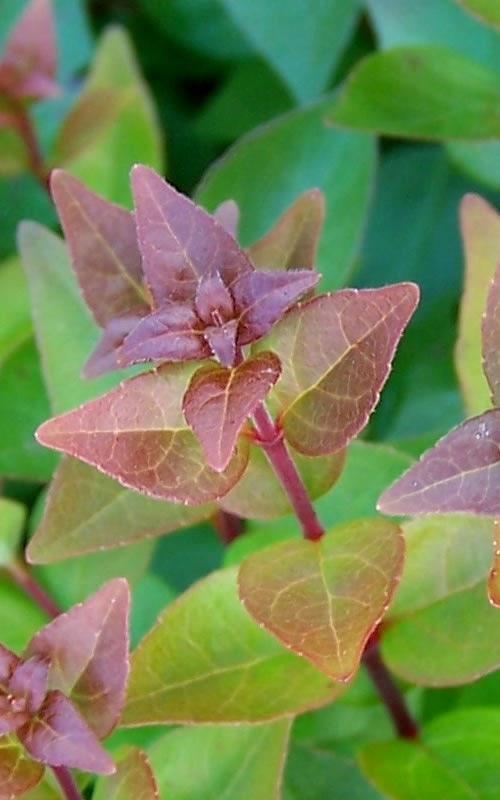 Rose Creek Dwarf Abelia