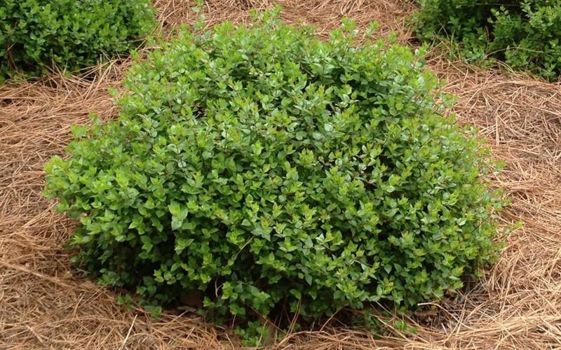 Rose Creek Dwarf Abelia