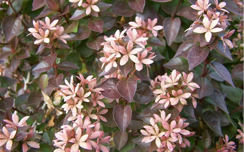 Rose Creek Dwarf Abelia