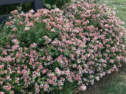 Rose Creek Dwarf Abelia