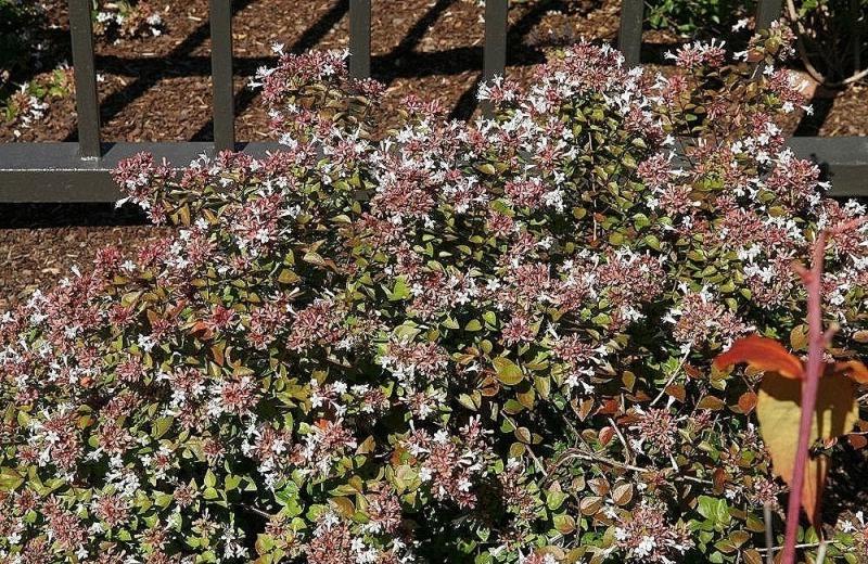 Rose Creek Dwarf Abelia