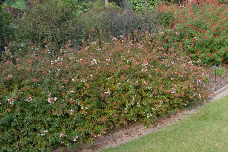 Rose Creek Dwarf Abelia