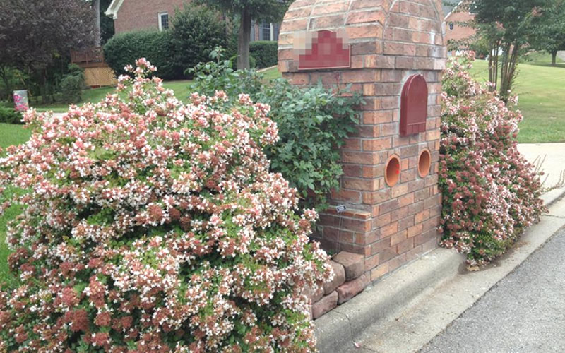 Rose Creek Dwarf Abelia