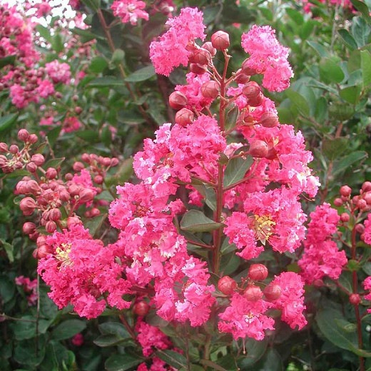 Growing the double feature red crape myrtle (Lagerstroemia indica Whit ...