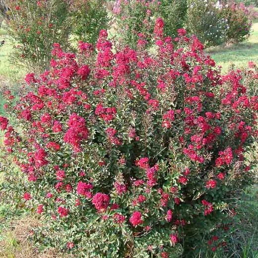 Growing the double feature red crape myrtle (Lagerstroemia indica Whit ...