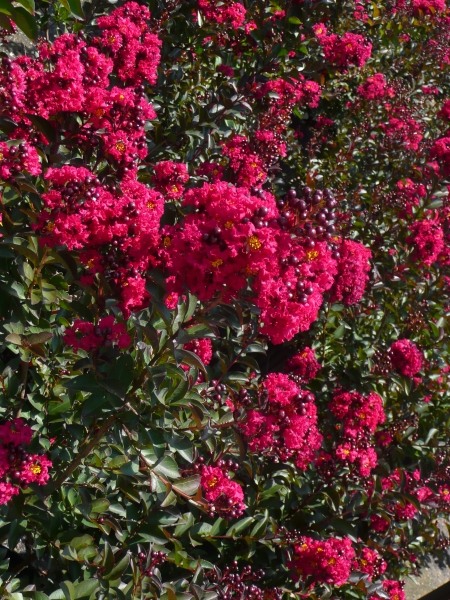 Growing the double feature red crape myrtle (Lagerstroemia indica Whit ...