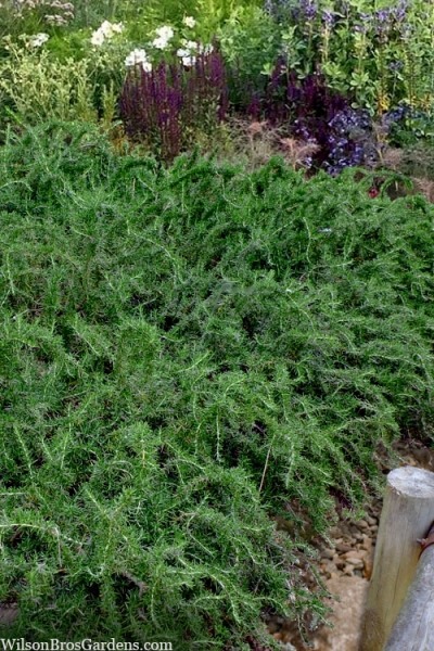 Growing the blue lagoon rosemary (Rosemary officinalis), perennial ...