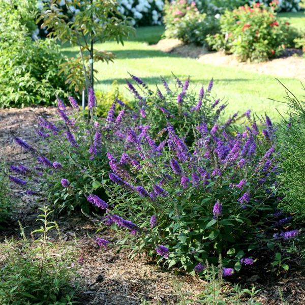 Growing the lo & behold blue chip junior butterfly bush, perennial