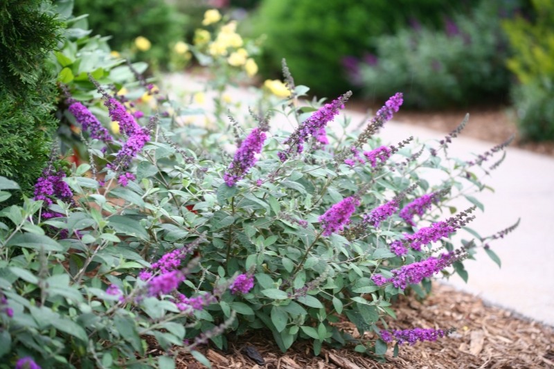 Growing the lo & behold blue chip junior butterfly bush, perennial