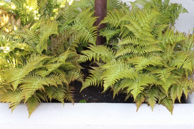 Growing the autumn brilliance fern (Dryopteris erythrosora), perennial ...