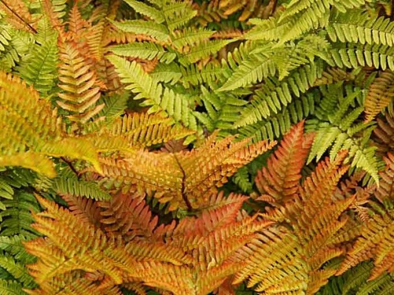 Growing The Autumn Brilliance Fern Dryopteris Erythrosora Perennial   Plant Gal24 3 