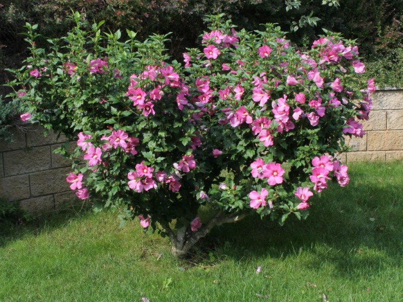 Growing the lucy rose of sharon (althea) (Hibiscus syriacus), perennial ...