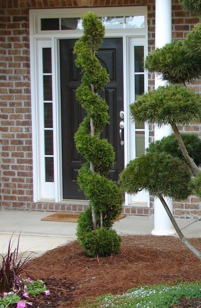 Growing the emerald green arborvitae spiral topiary (Thuja occidentalis ...