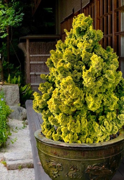 Golden Dwarf Hinoki Cypress Tree