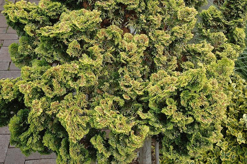 Golden Dwarf Hinoki Cypress Tree
