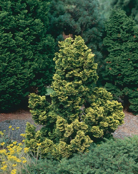 Golden Dwarf Hinoki Cypress Tree