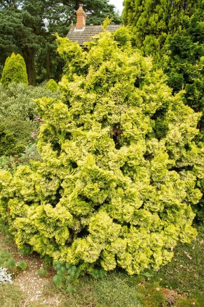 Golden Dwarf Hinoki Cypress Tree