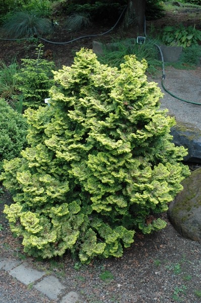 Growing the golden dwarf hinoki cypress tree (Chamaecyparis obtusa ...