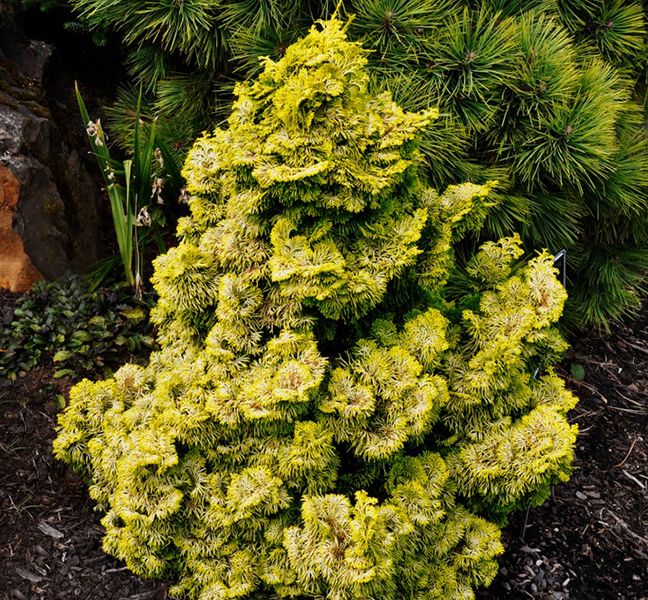 Golden Dwarf Hinoki Cypress Tree