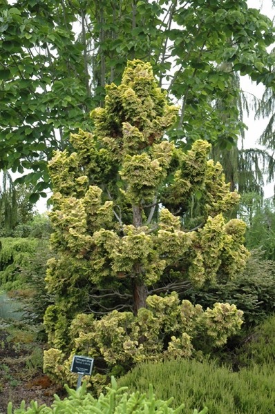 Golden Dwarf Hinoki Cypress Tree
