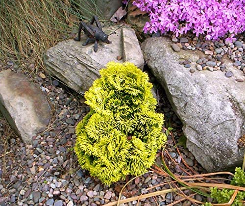 Golden Dwarf Hinoki Cypress Tree