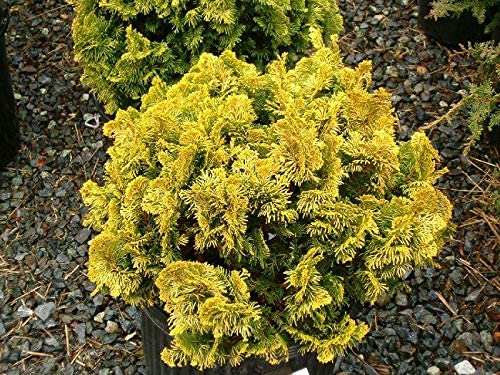 Golden Dwarf Hinoki Cypress Tree