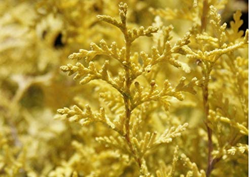 Golden Dwarf Hinoki Cypress Tree